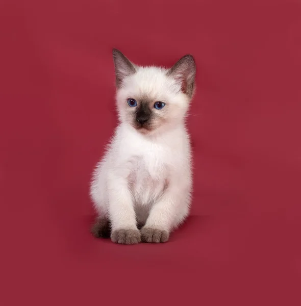 Tailandés blanco gatito sentado en rojo —  Fotos de Stock