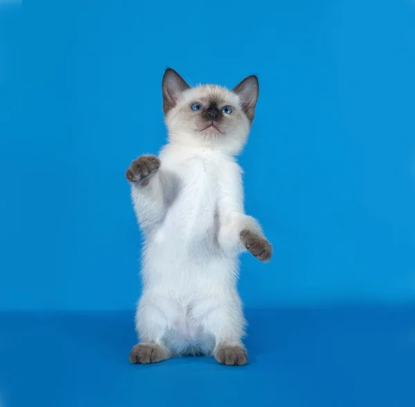 Gattino bianco tailandese in piedi sul blu — Foto Stock