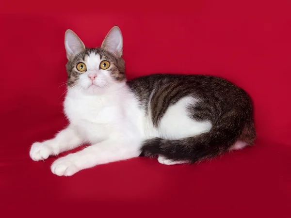 Listrado e branco gato adolescente encontra-se no vermelho — Fotografia de Stock