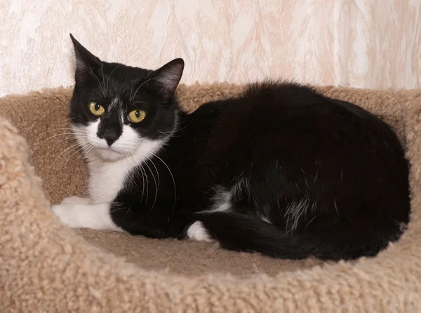 Black and white cat lies on scratching posts — Stock Photo, Image