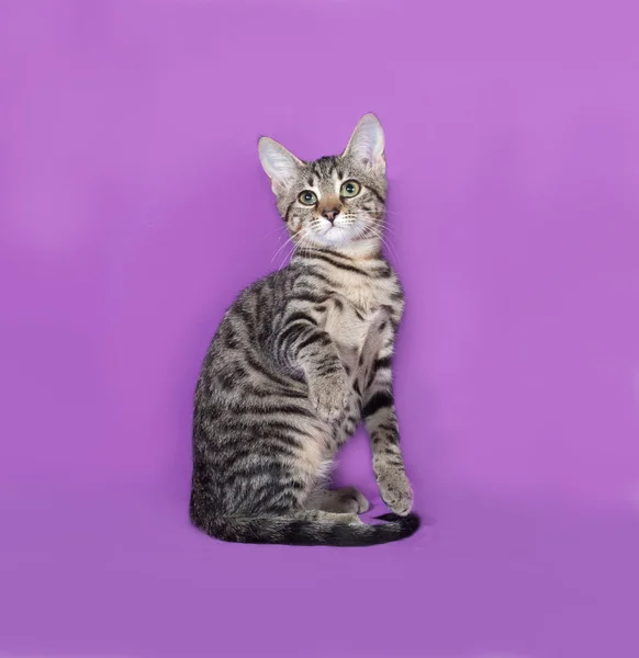 Piccolo gattino a strisce seduto sul lilla — Foto Stock