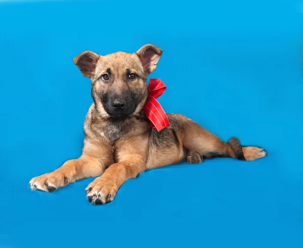 Black and yellow puppy lying on blue — Stock Photo, Image