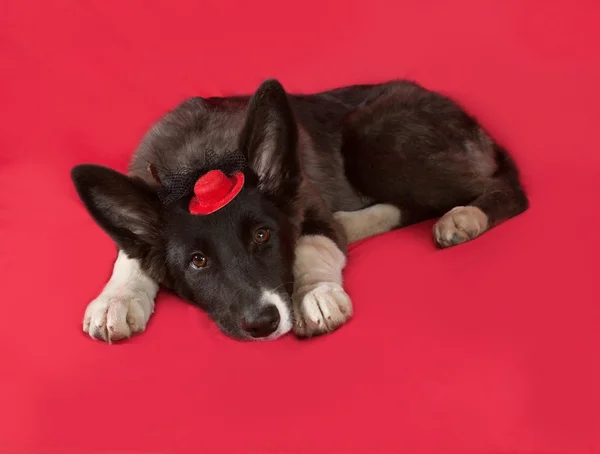 Black and white dog in red hat lying on red — Stock Photo, Image