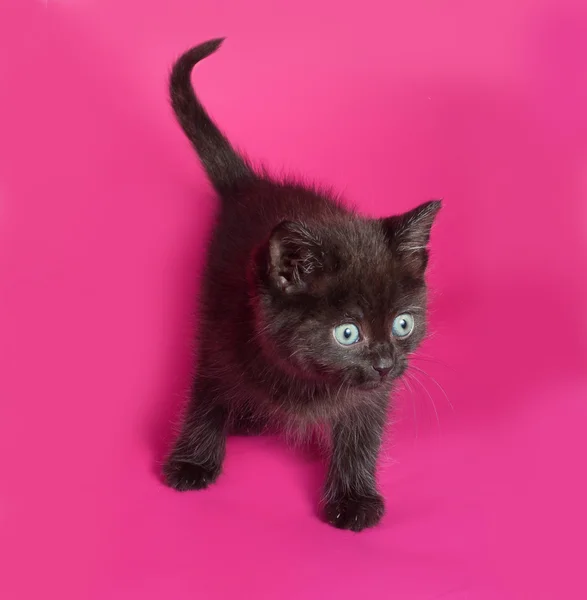 Schwarzes flauschiges Kätzchen steht auf rosa — Stockfoto