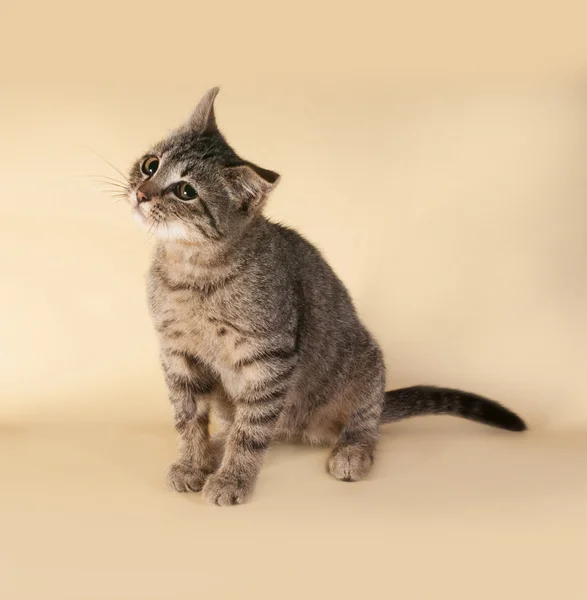 Striped kitten sitting on yellow — Stock Photo, Image