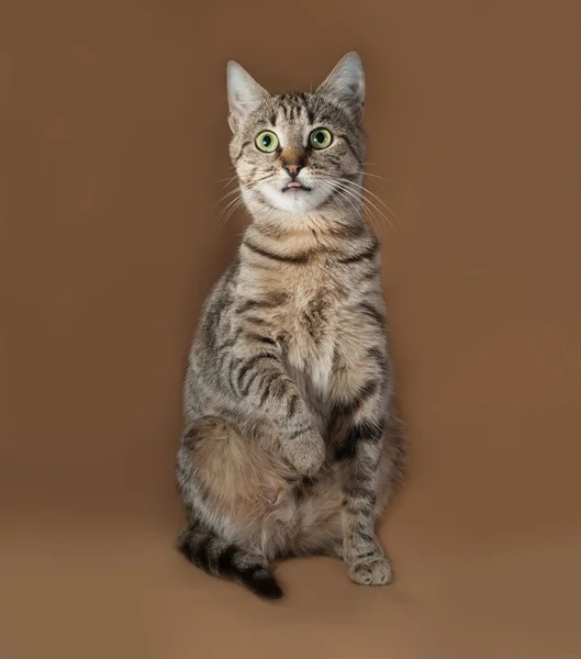 Tabby gato com olhos verdes sentado no marrom — Fotografia de Stock
