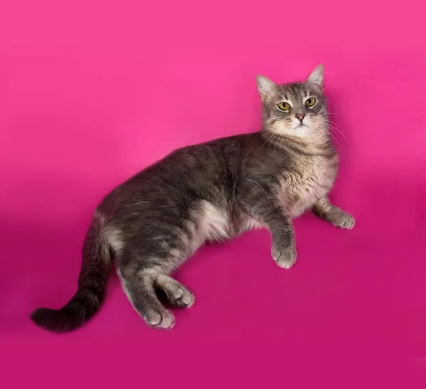 Rayas gato gris acostado en rosa — Foto de Stock