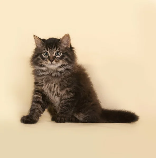 Fluffy small striped kitten sitting on yellow — Stock Photo, Image