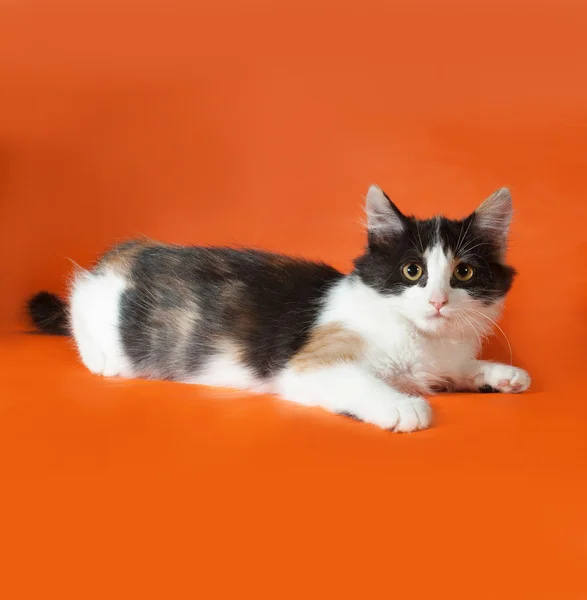 Tricolor fluffiga kattunge liggande på orange — Stockfoto