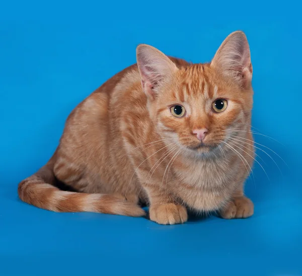Mavi yalan zencefil yavru kedi — Stok fotoğraf