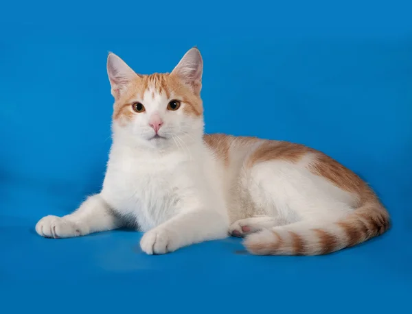 Vita och röda kattungen ligger på blå — Stockfoto