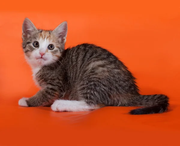 Tricolor gestreepte kitten zittend op oranje — Stockfoto