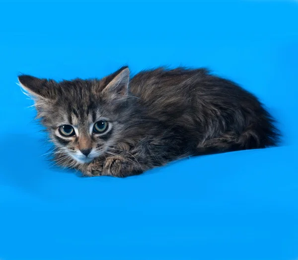 Striped little kitten lying on blue — Stock Photo, Image