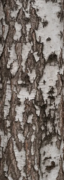 Texture of old tree birch bark — Stock Photo, Image
