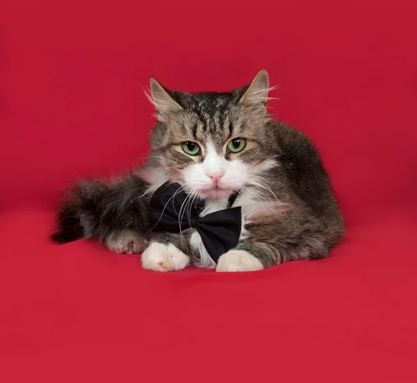 Fluffy tabby and white cat in bow tie lying on red — Stock Photo, Image