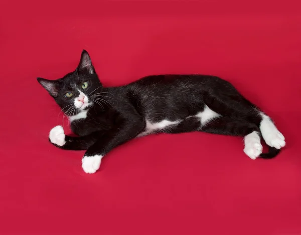 Svart och vit kattunge ligger på rött — Stockfoto