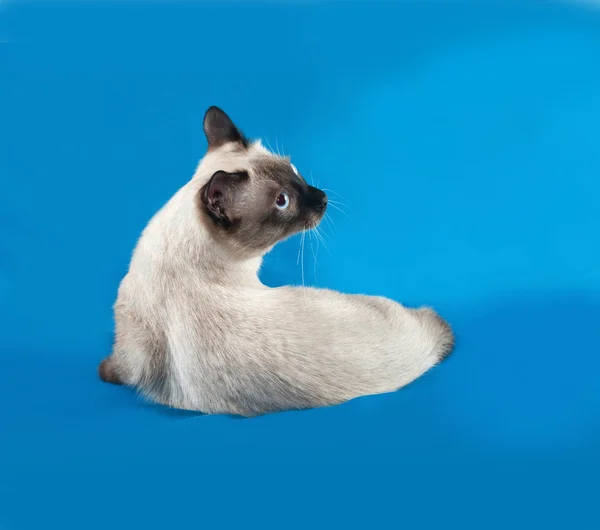 Thai witte kat ligt op blauw — Stockfoto