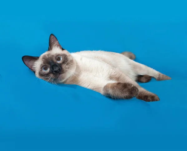 Thaï chat blanc se trouve sur bleu — Photo