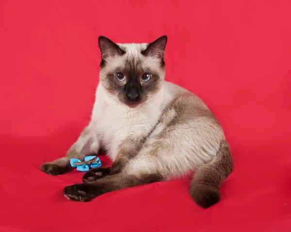 赤の上に座ってタイの白猫 — ストック写真