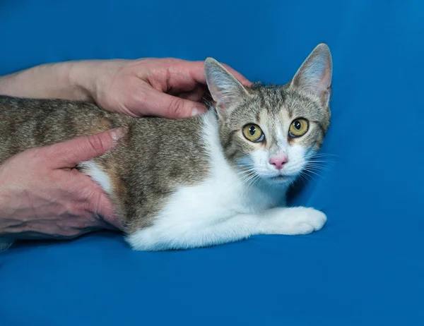 Tricolor striped cat lies on blue — Stock Photo, Image