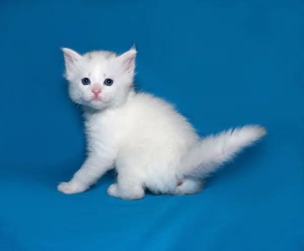 Маленький белый котенок, стоящий на синем — стоковое фото