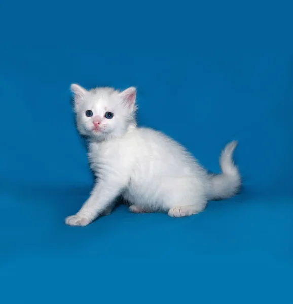 Small white kitten standing on blue — Stock Photo, Image