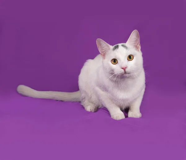 White cat with gray spots lies on lilac — Stock Photo, Image