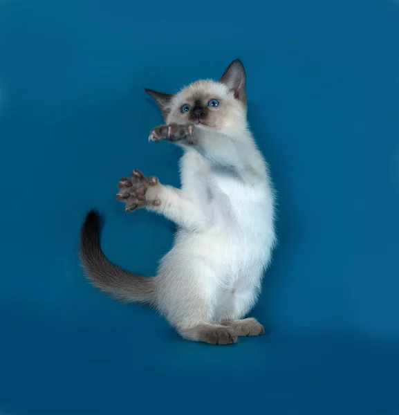 Thai white kitten playing on blue — Stock Photo, Image