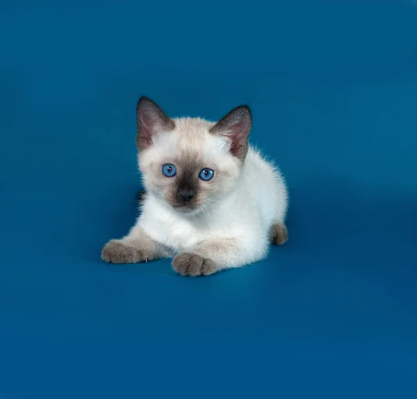 Tailandés blanco gatito se encuentra en azul — Foto de Stock