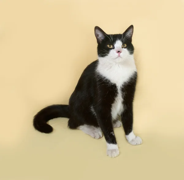 Black and white cat sitting on yellow — Stock Photo, Image