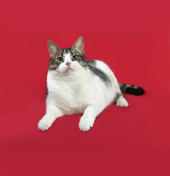 Tabby and white cat is lies on red — Stock Photo, Image