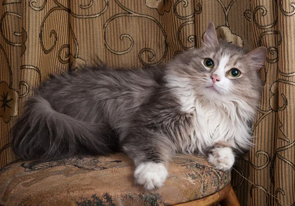 Fluffy gray and white cat lies on stool — Stock Photo, Image