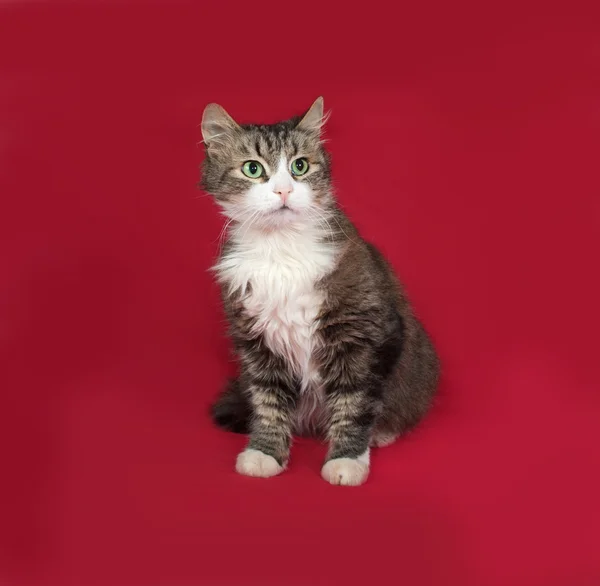 Fluffy tabby and white cat sitting on red — Stock Photo, Image