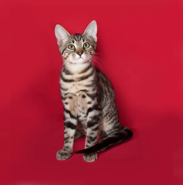 Маленький полосатый котёнок сидит на красном — стоковое фото