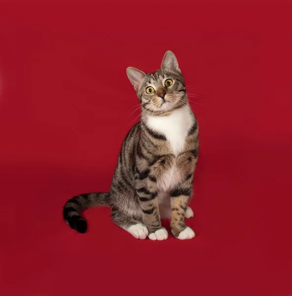 Tabby en witte kat zittend op rood — Stockfoto