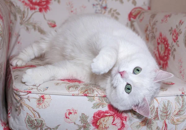 Fluffy white cat lies on chair — Stock Photo, Image