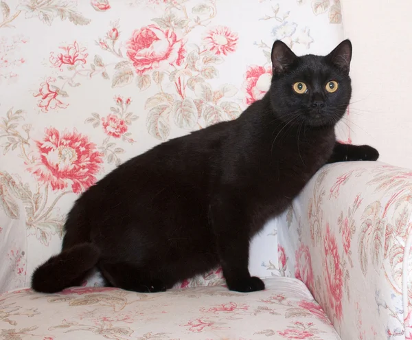 Gato negro está de pie en silla — Foto de Stock
