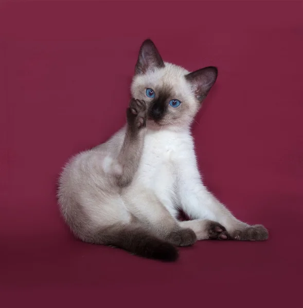 Thai white kitten sitting on burgundy — Stock Photo, Image