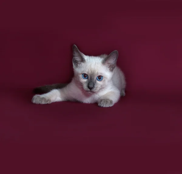 Thaise witte kitten ligt op Bourgondië — Stockfoto