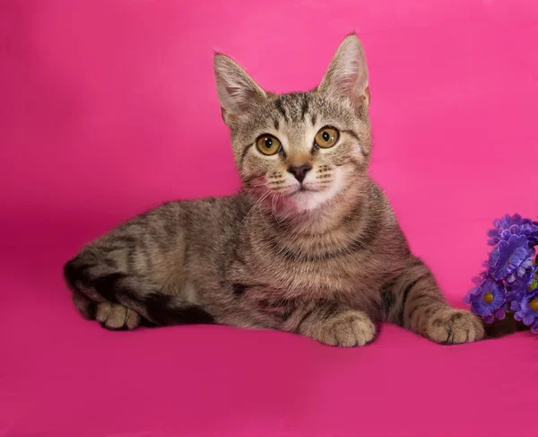 Gestreepte kitten met boeket van bloemen liggend op roze — Stockfoto