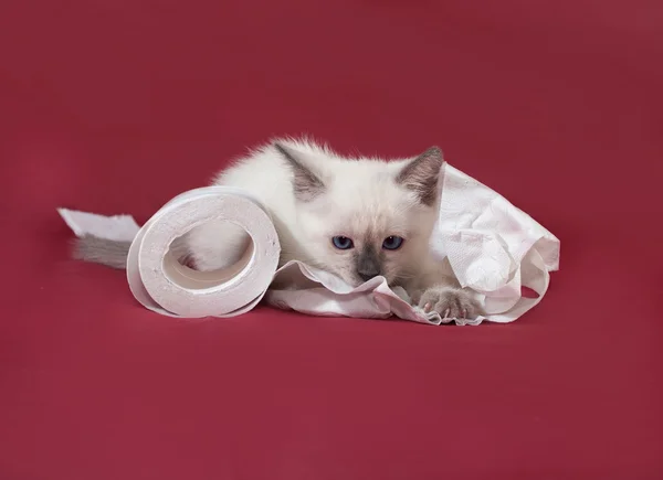 Thai white kitten playing with toilet paper on red — Stock Photo, Image