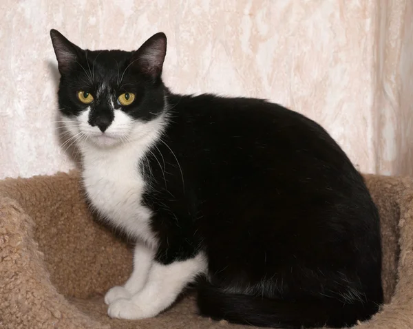Czarno-biały kot leży na drapaki — Zdjęcie stockowe