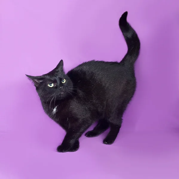 Czarny kot stojący na liliowy — Zdjęcie stockowe