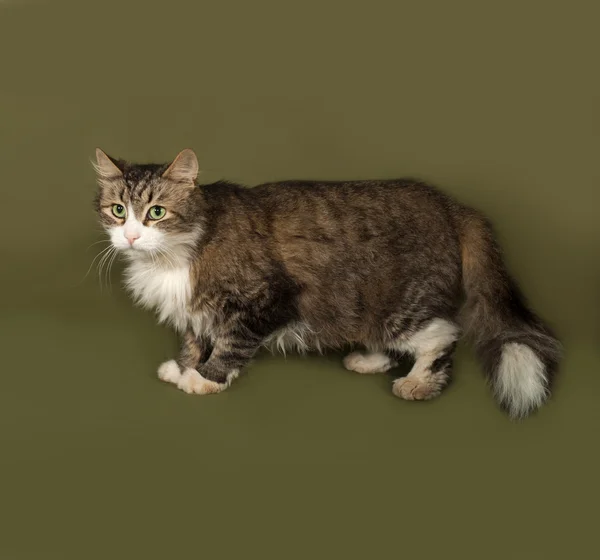Tüylü tekir ve yeşil beyaz kedi ayakta — Stok fotoğraf