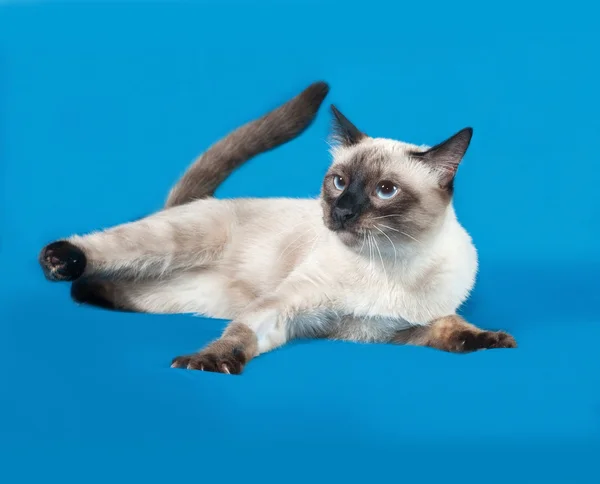 Thai white cat lies on blue — Stock Photo, Image