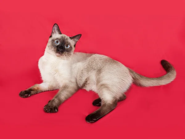 Thai gatto bianco si trova sul rosso — Foto Stock