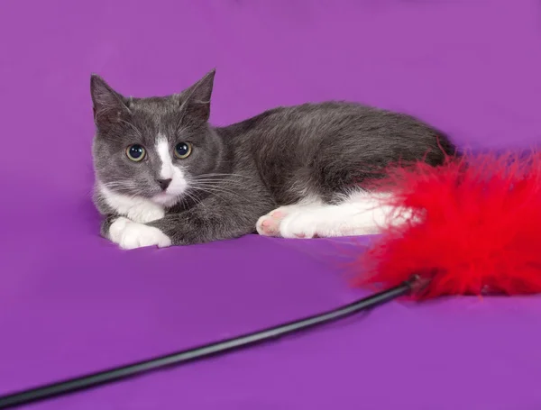 Grey and white kitten lying on lilac — Stock Photo, Image