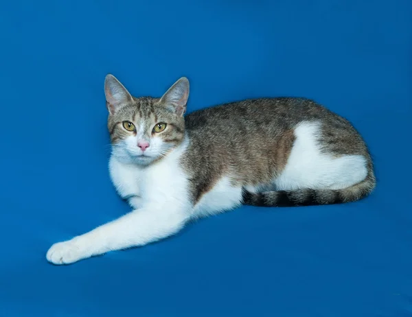 Tricolor pasiasty kot leży na niebiesko — Zdjęcie stockowe