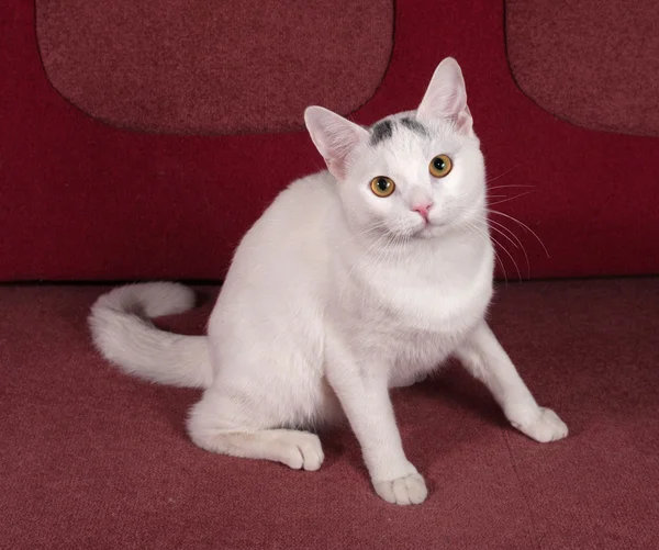 Gato branco com manchas cinzentas sentado no sofá — Fotografia de Stock