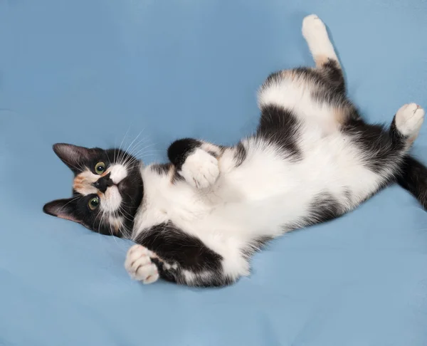 Gatito tricolor acostado sobre azul — Foto de Stock